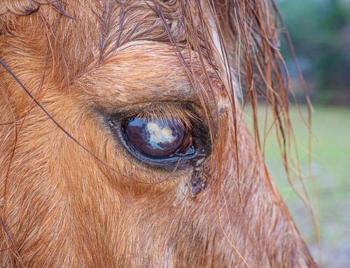 Equine Uveitis